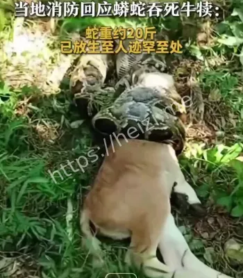 蟒蛇生吞牛犊