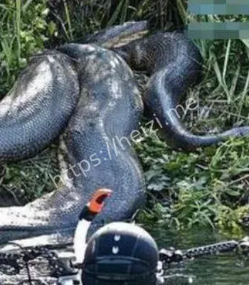 百年蛇王出土事件