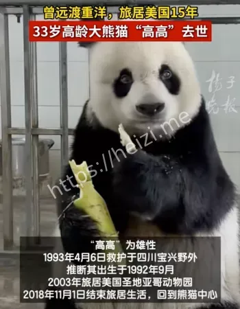 大熊猫高高